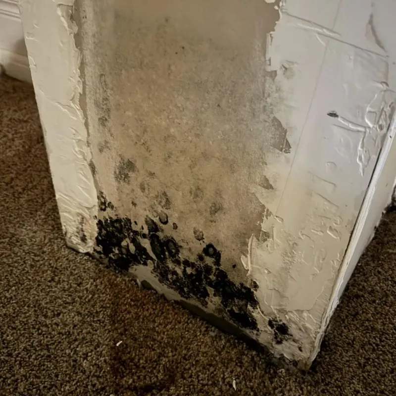 Professional Mold Removal in Taylor County, KY